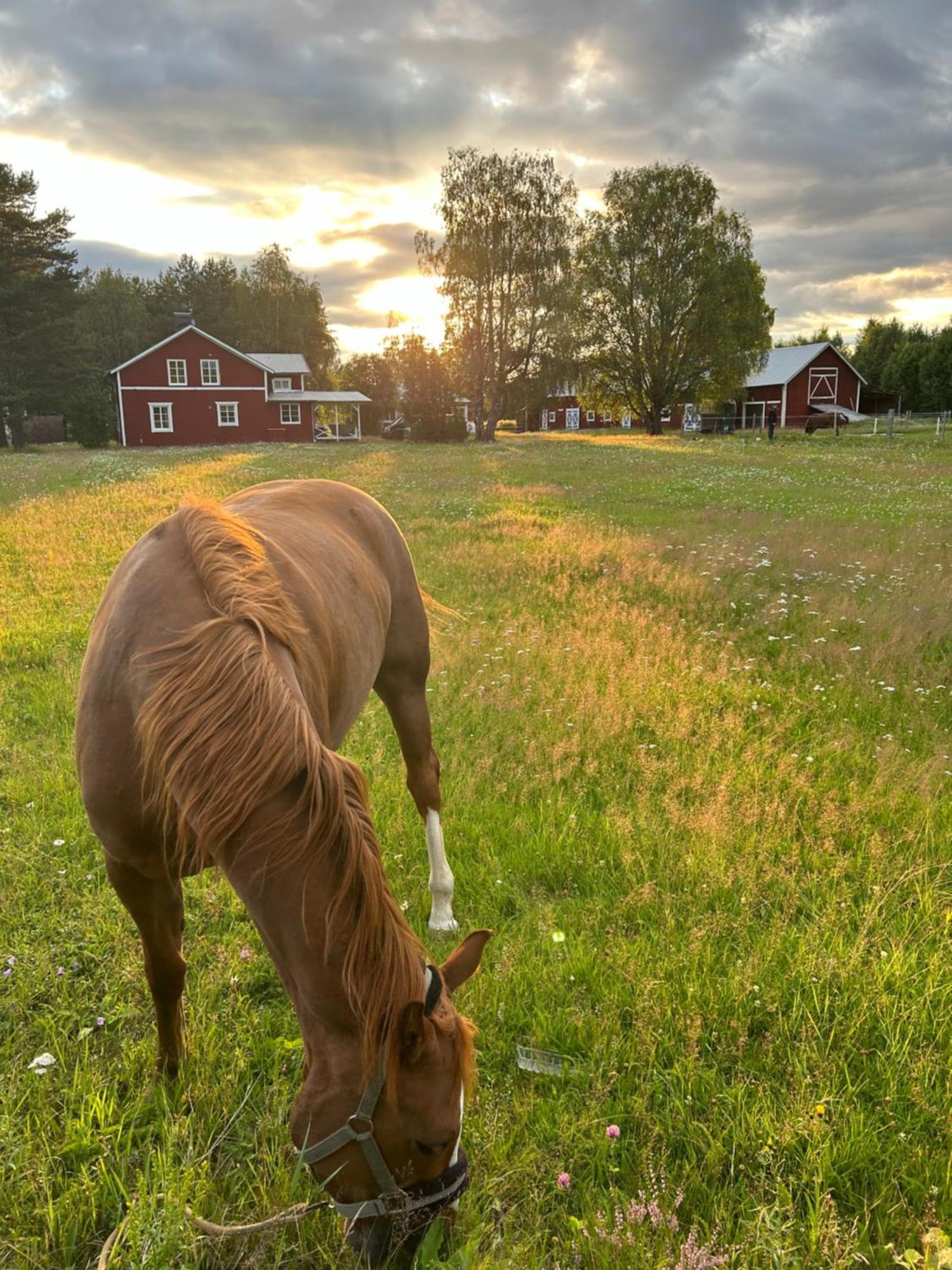 Hus I Ljuset Vila Näsåker Exterior foto